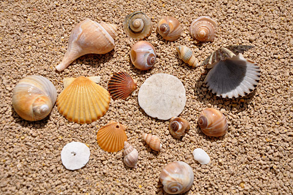 7 Facts About Seashells & Sea Life ::  :: Buy Seashells For  Sale Online In India