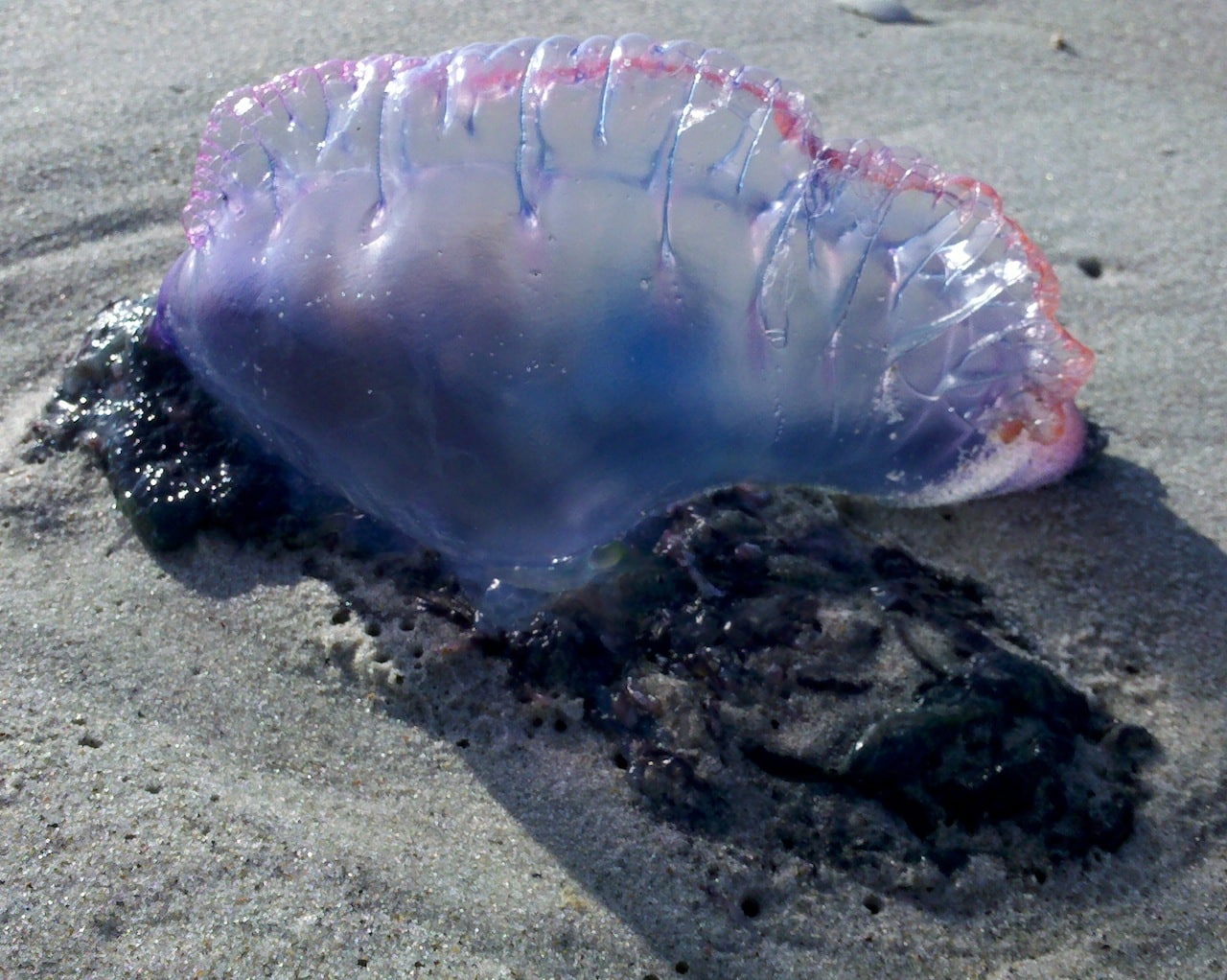 Bluebottle, jellyfish
