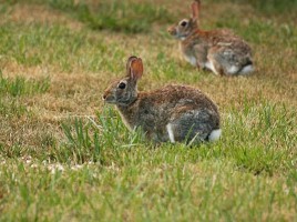 rabbits | Nantucket, MA