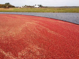 Nantucket Cranberry Festival