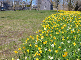 Arthur's Park | Nantucket, MA