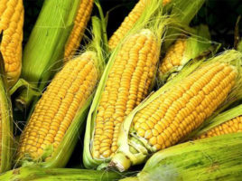 Summer Corn Recipes | Nantucket, MA