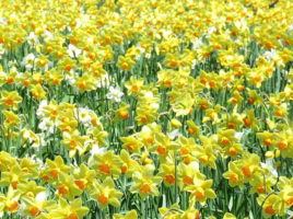 Nantucket Daffodil Festival