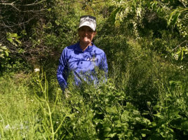 Garlic Mustard, Dr. Sarah Bois