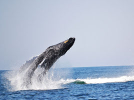 Whales | Photo by Mike Shuster