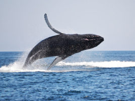 Whales on Nantucket