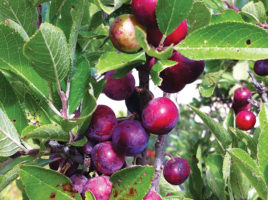 Foraging on Nantucket Island