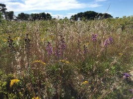 Nantucket Wildflowers