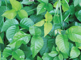 Poison Ivy, Nantucket