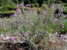 Spotted Knapweed on Nantucket