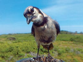 Blue Jay on Nantucket Island