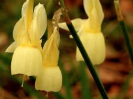 Nantucket Daffodil Festival | Nantucket, MA