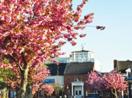 Cheery Tree | Nantucket, MA