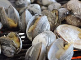 littlenecks | Nantucket, MA