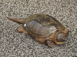 Snapping Turtle | Nantucket, MA