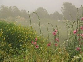 Flowers in Mist | Nantucket, MA