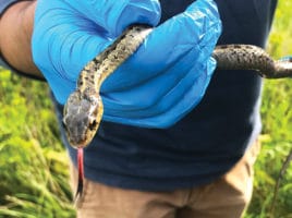 Garter snake | Nantucket, MA