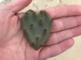 The eastern prickly pear cactus | Nantucket, MA