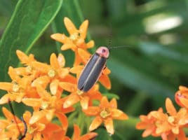 Firefly | Nantucket, MA