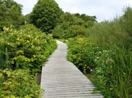 lily pond | Nantucket, MA