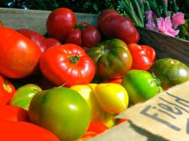 Tomatoes | Nantucket, MA