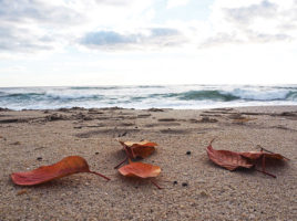 beach leaves | Nantucket, MA