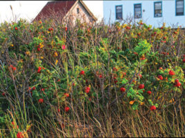 rosehips | Nantucket, MA
