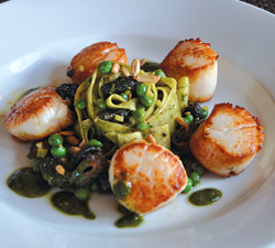 Scallops