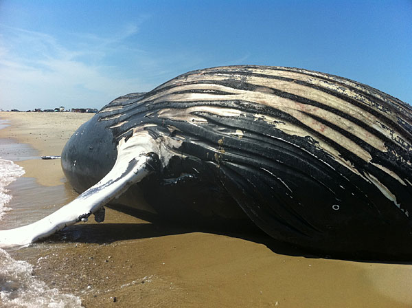 Whale Calf