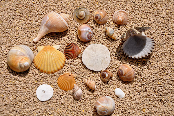 Beach Shells