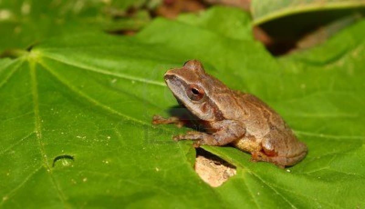 Spring Peeper