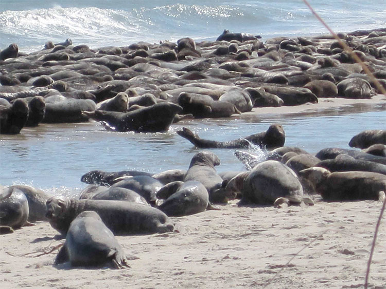 gray seals