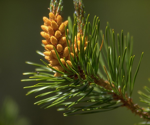 Pine Pollen