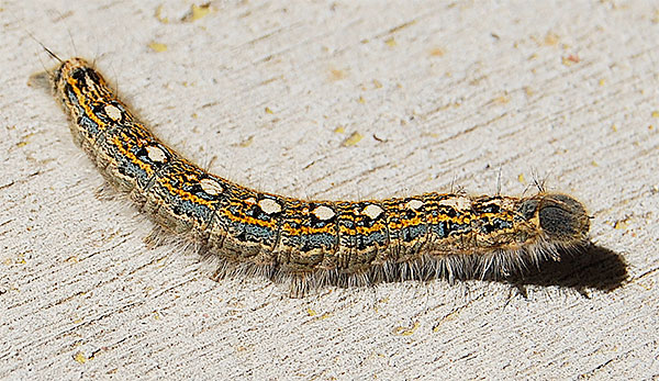 tent catepillar