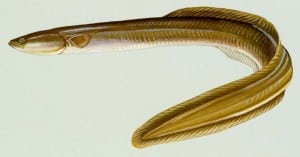 As American as ... the American Eel - Yesterdays Island, Todays Nantucket