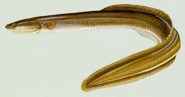 American Eel