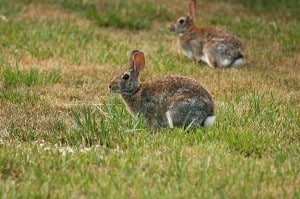 Eastern Cottontail