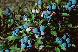 Blueberries