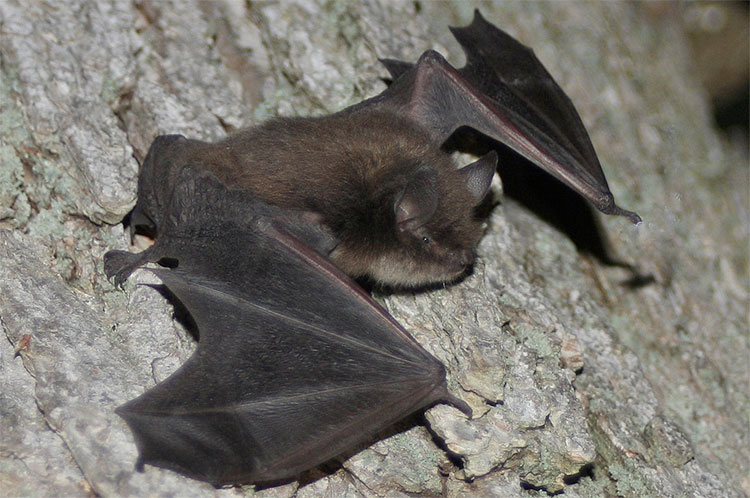 Little Brown Myostis - Photo by J. N. Stuart - some rights reserved