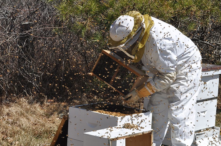 Nantucket Beekeeping