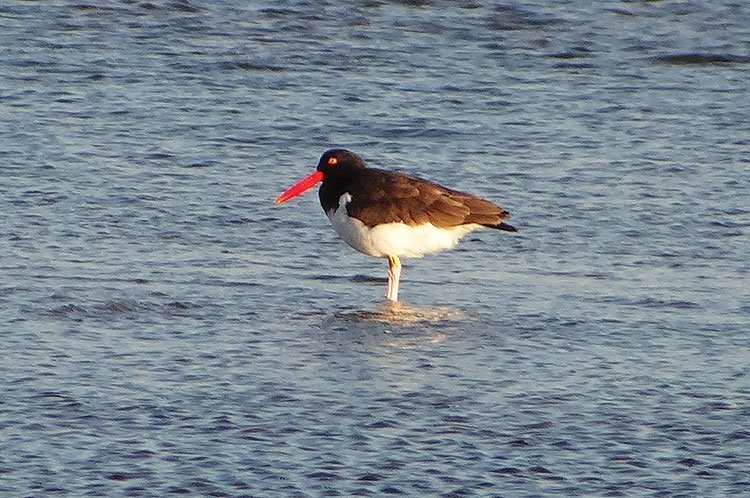 American Oystercatcher