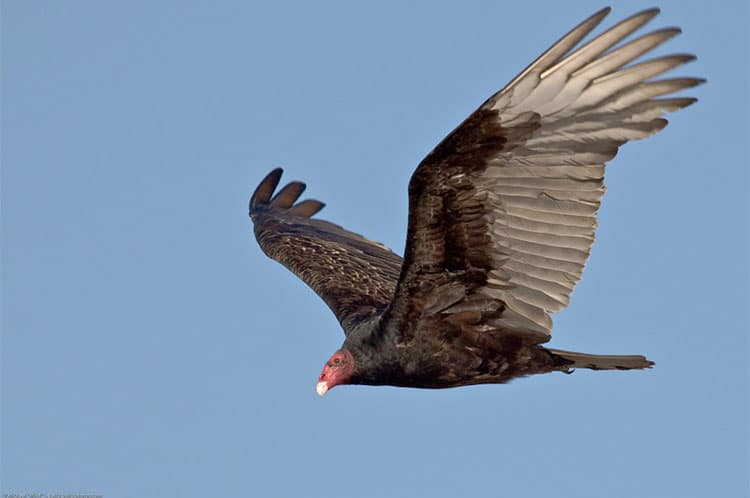 Turkey Vulture