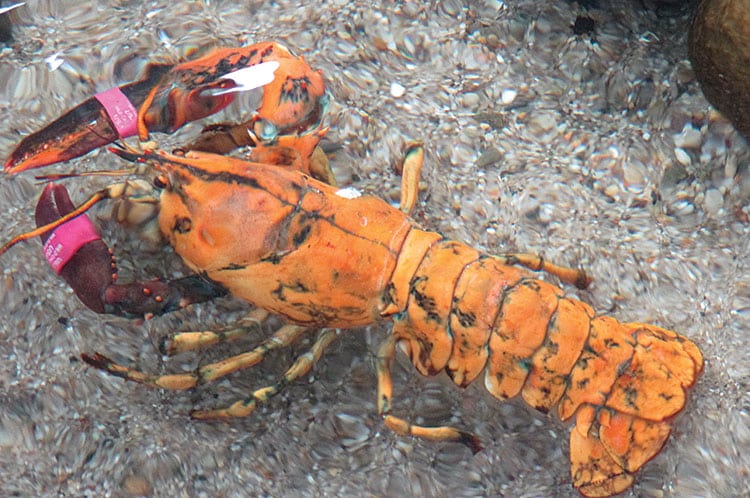 Name that Lobster | Maria Mitchell Association | Nantucket | MA
