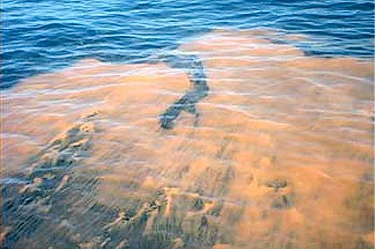 Rust Tide | Nantucket | MA
