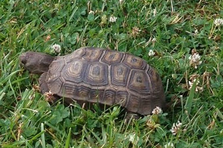 Name that Tortoise | Maria Mitchell Association | Nantucket | MA