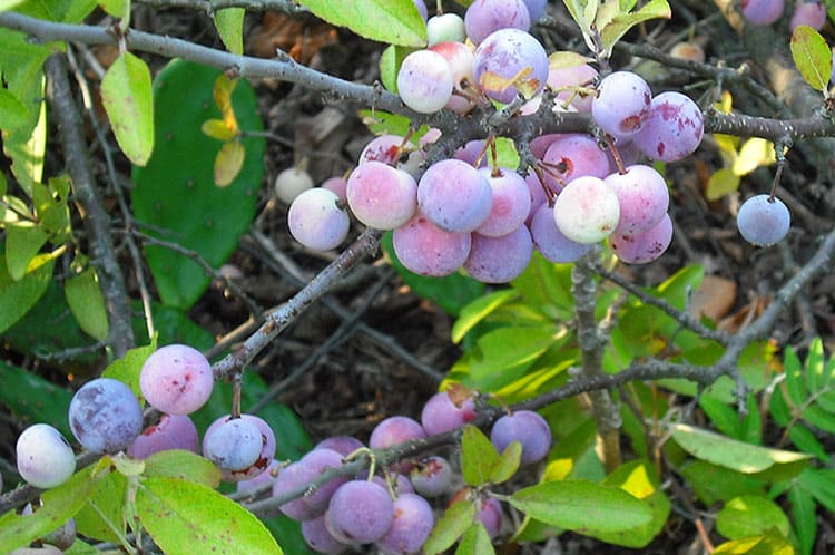 Beach Plums