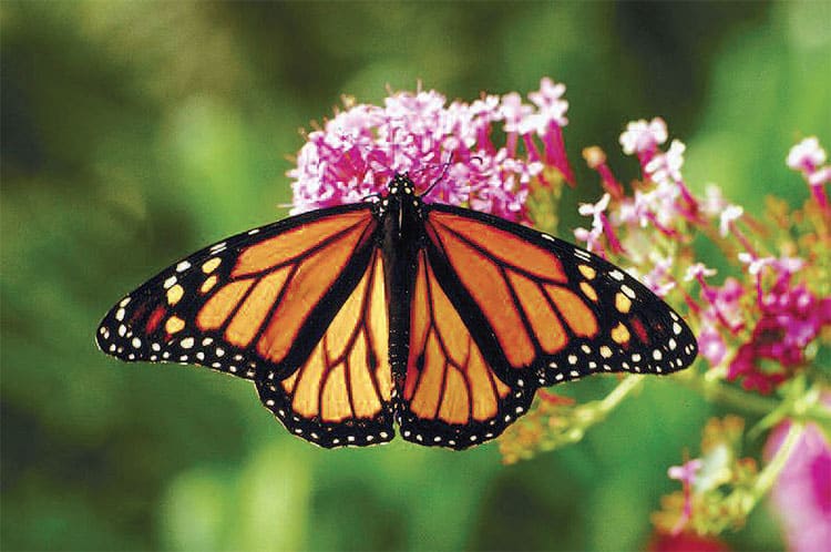 Monarch Butterfly | Nantucket | MA