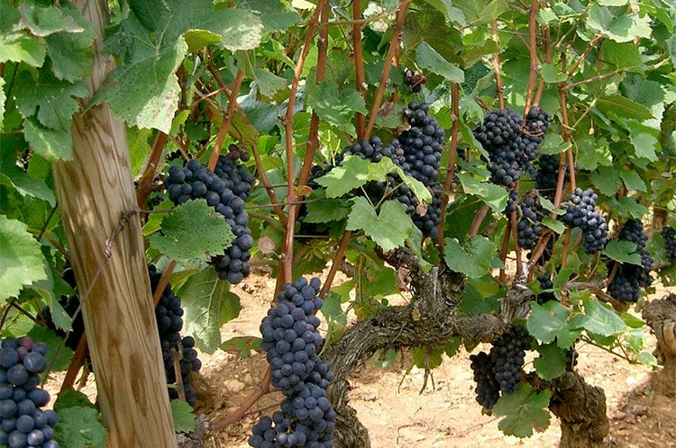 "Pinot noir - Bourgogne (Santenay)" by PRA - Own work. Licensed under Creative Commons Attribution-Share Alike 3.0 via Wikimedia Commons - http://commons.wikimedia.org/wiki/File:Pinot_noir_-_Bourgogne_(Santenay).JPG#mediaviewer/File:Pinot_noir_-_Bourgogne_(Santenay).JPG
