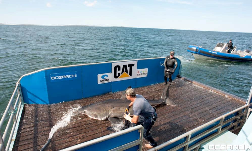 Great White Sharks off Nantucket