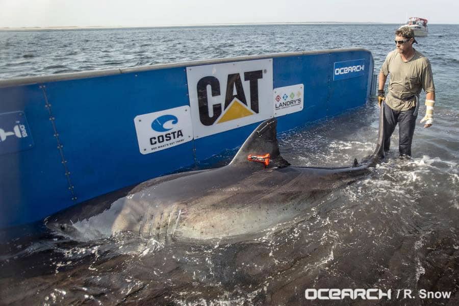 Great White Sharks off Nantucket
